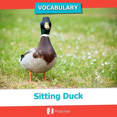 Sitting Duck